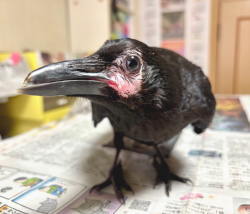 カラス