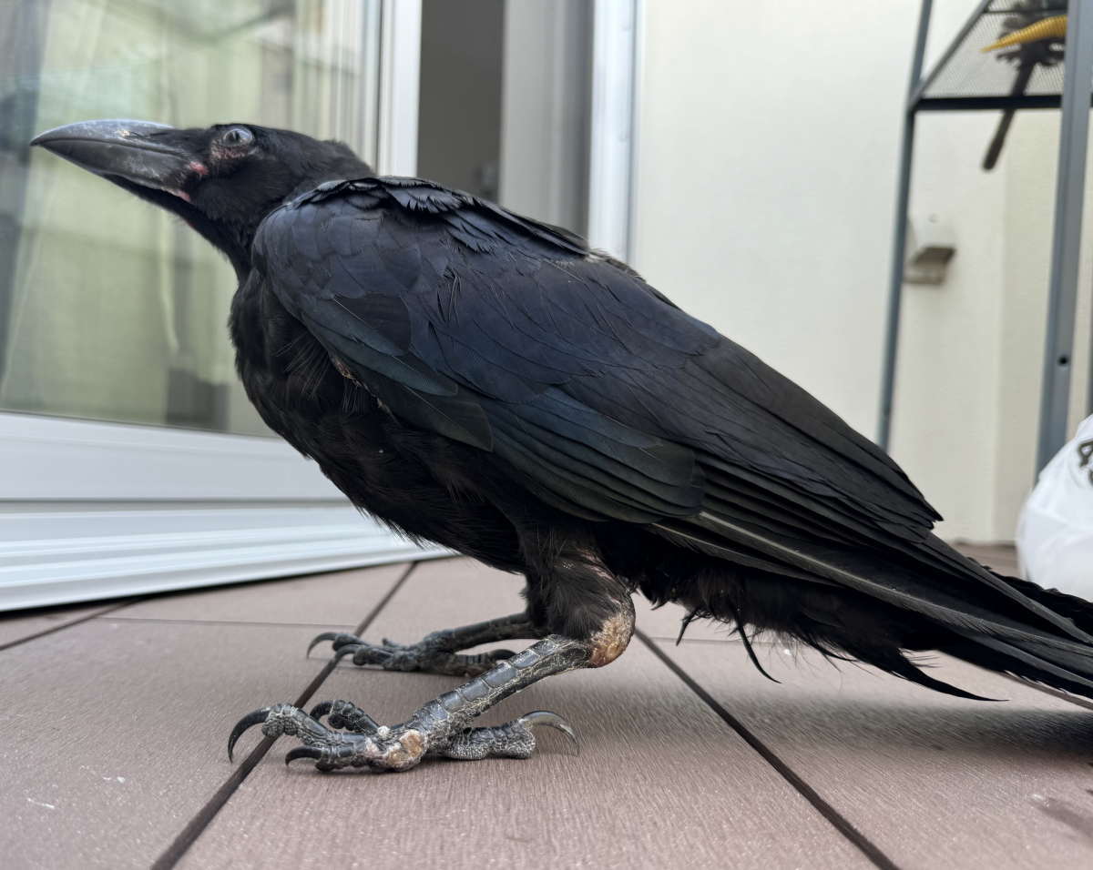 カラス