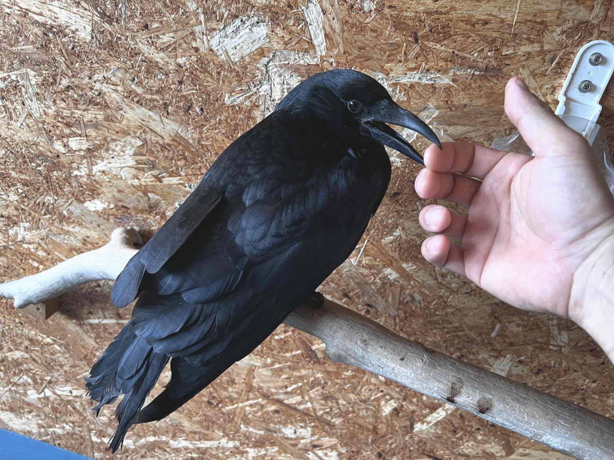 カラス
