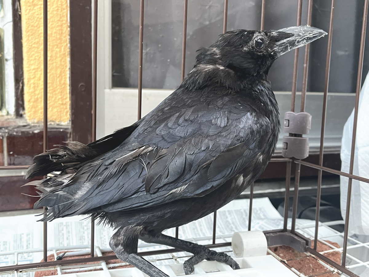 カラス