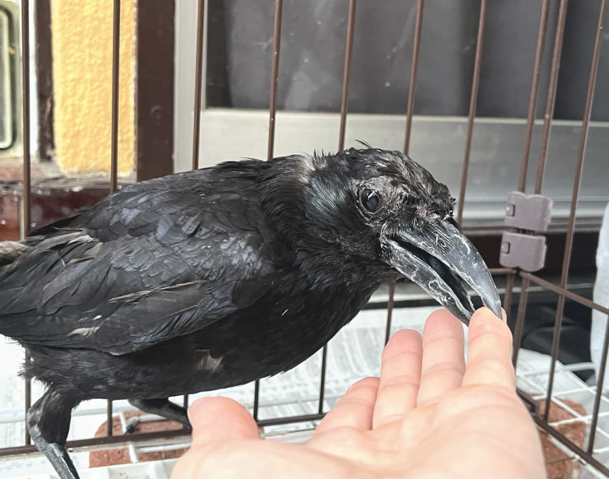 カラス
