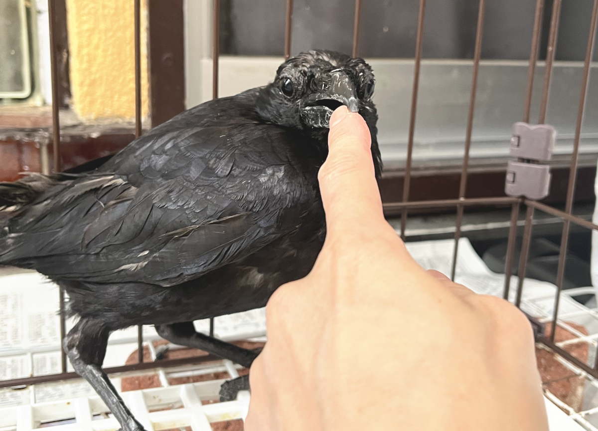 カラス