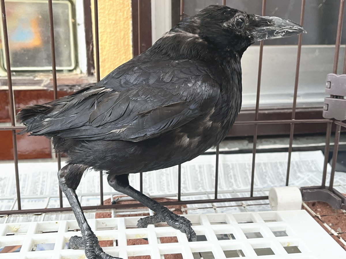 カラス