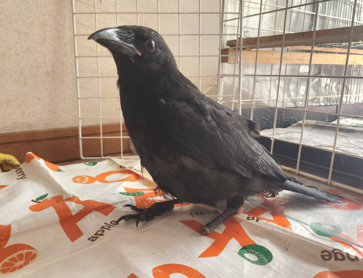 カラス