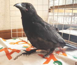 カラス