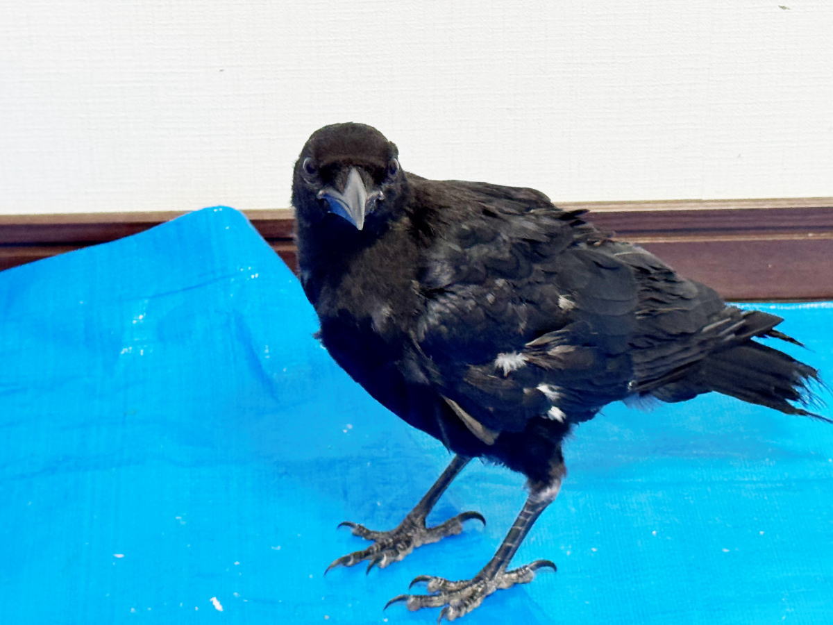 カラス