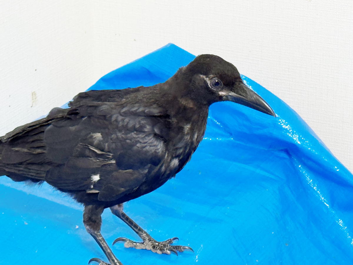 カラス
