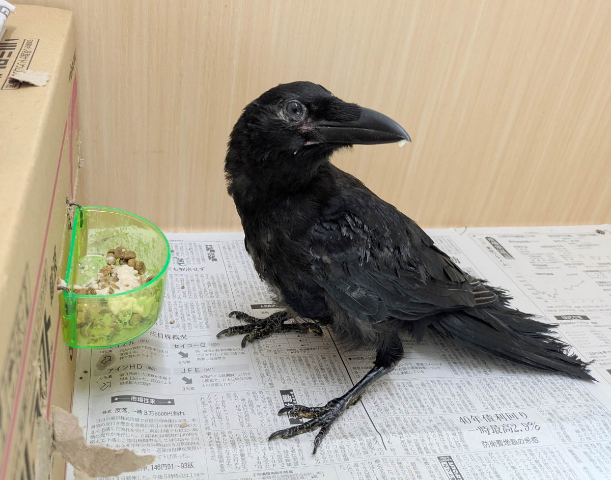 カラス