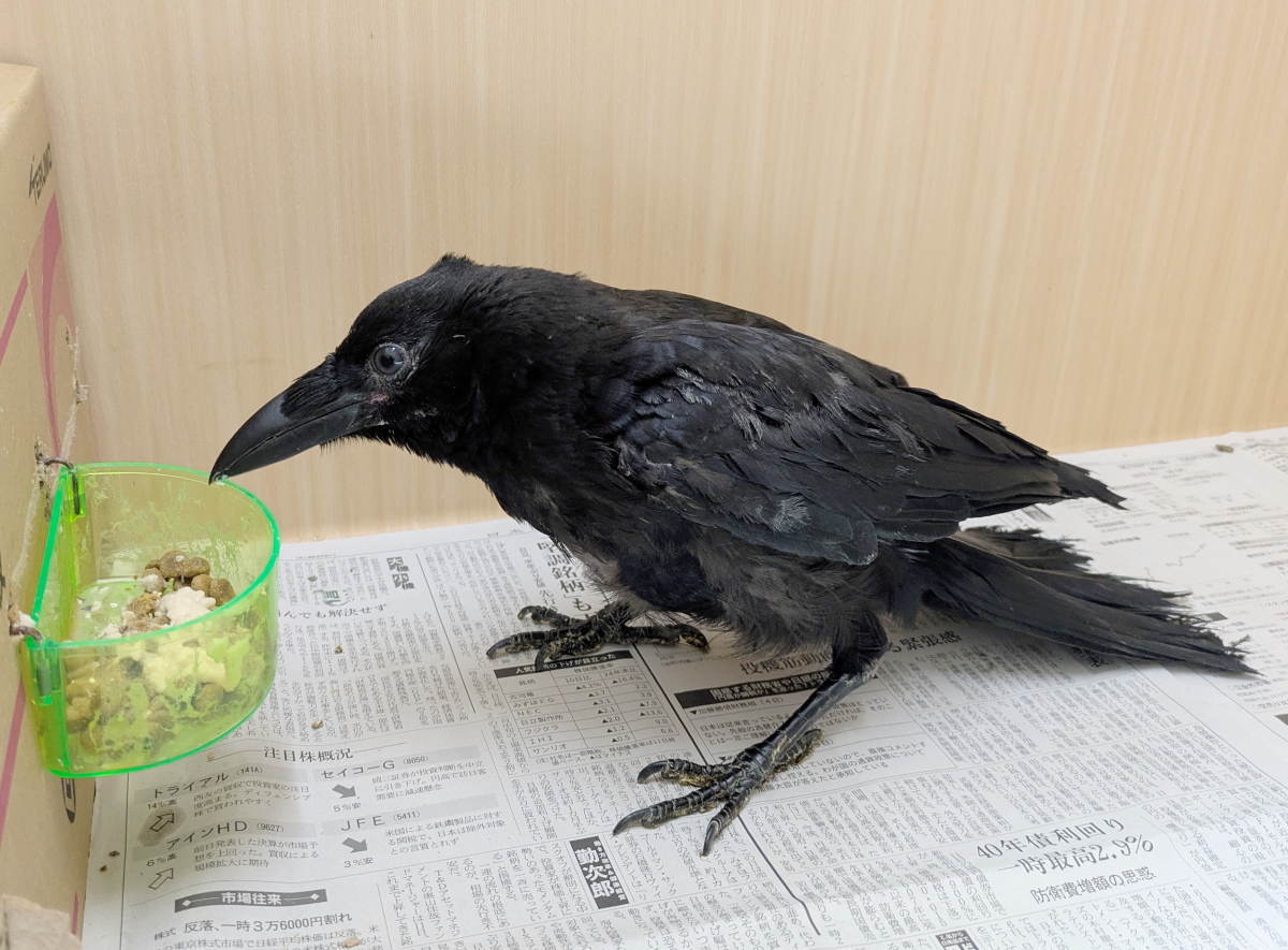 カラス