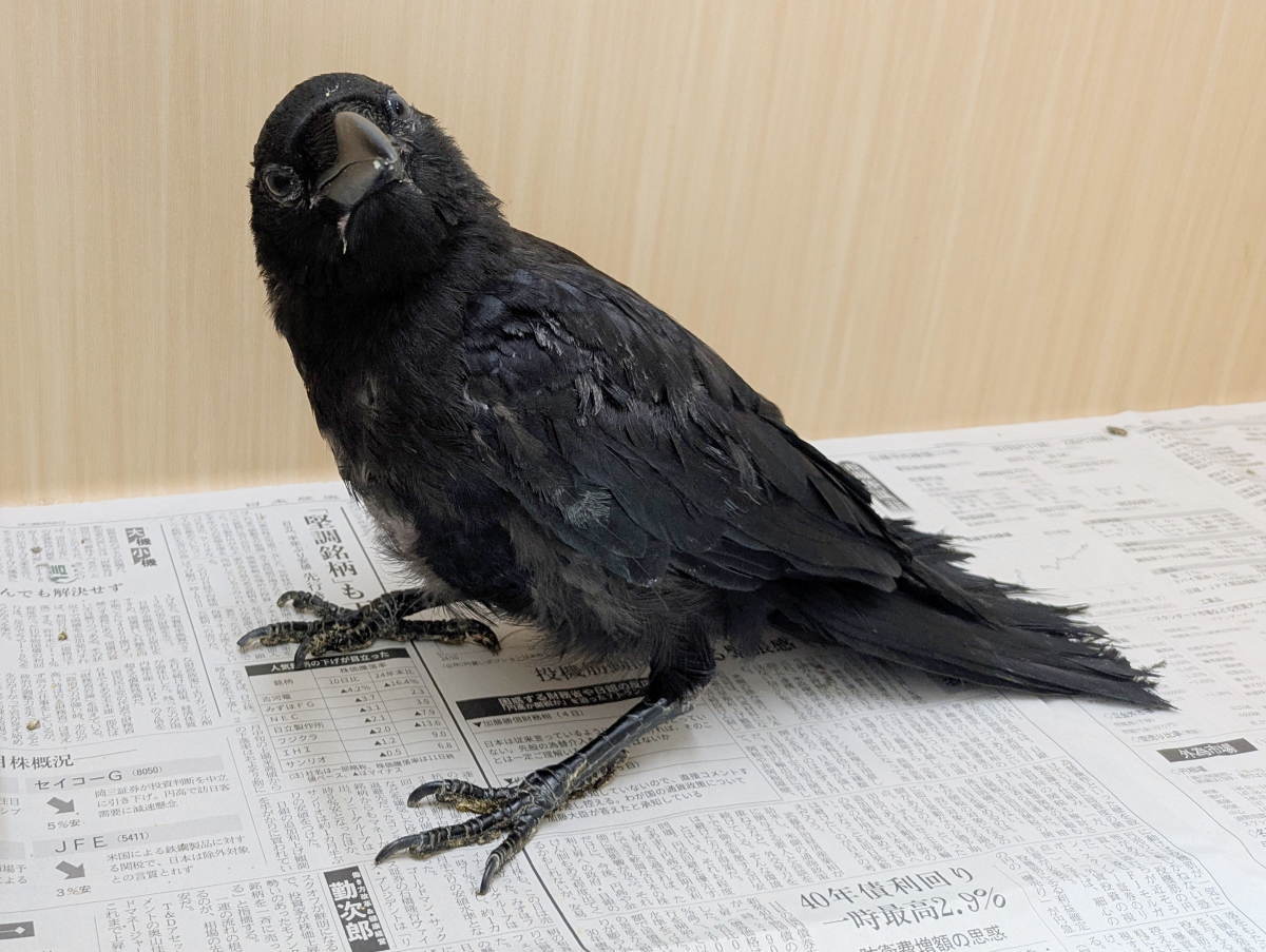 カラス