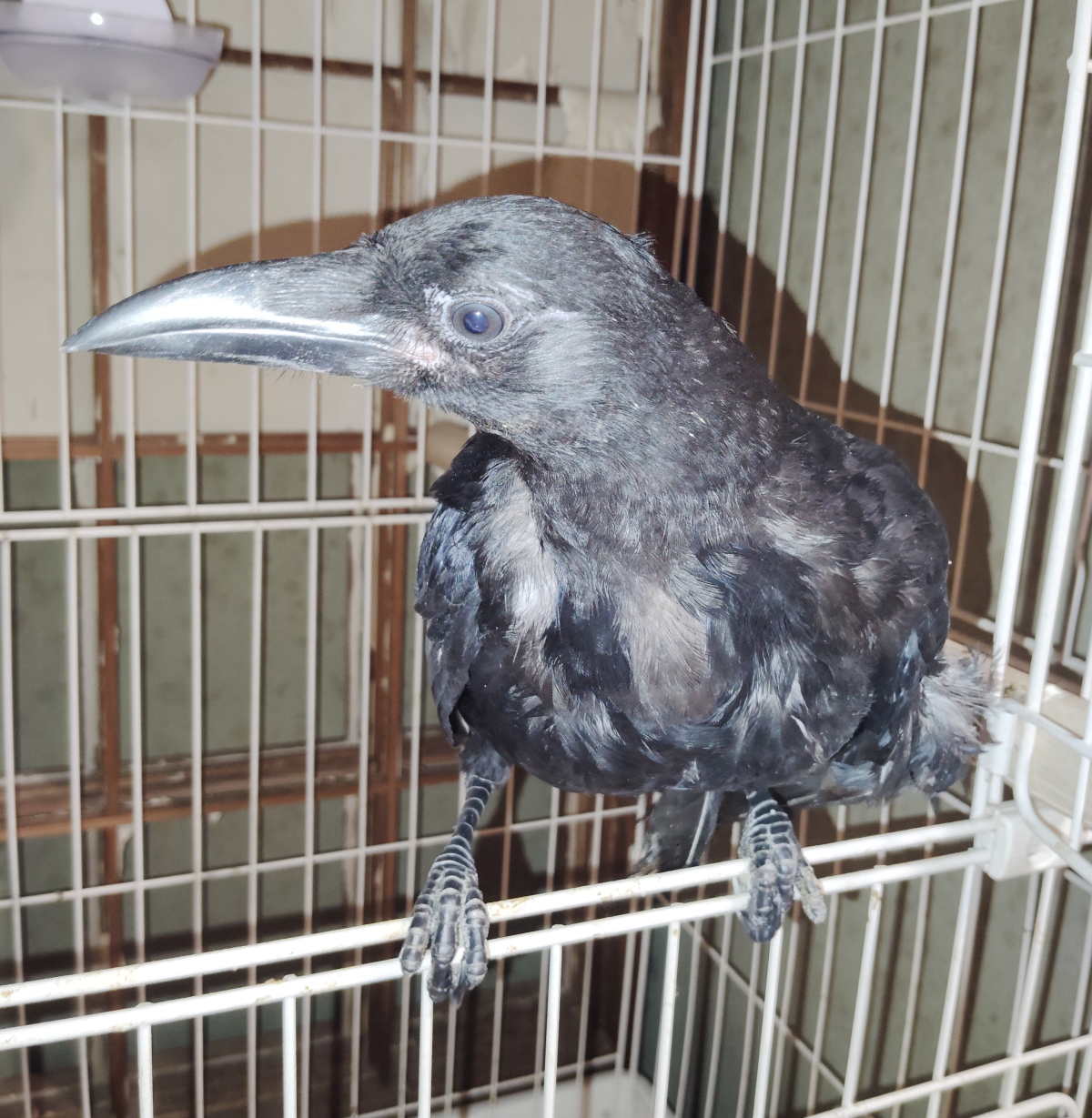 カラス