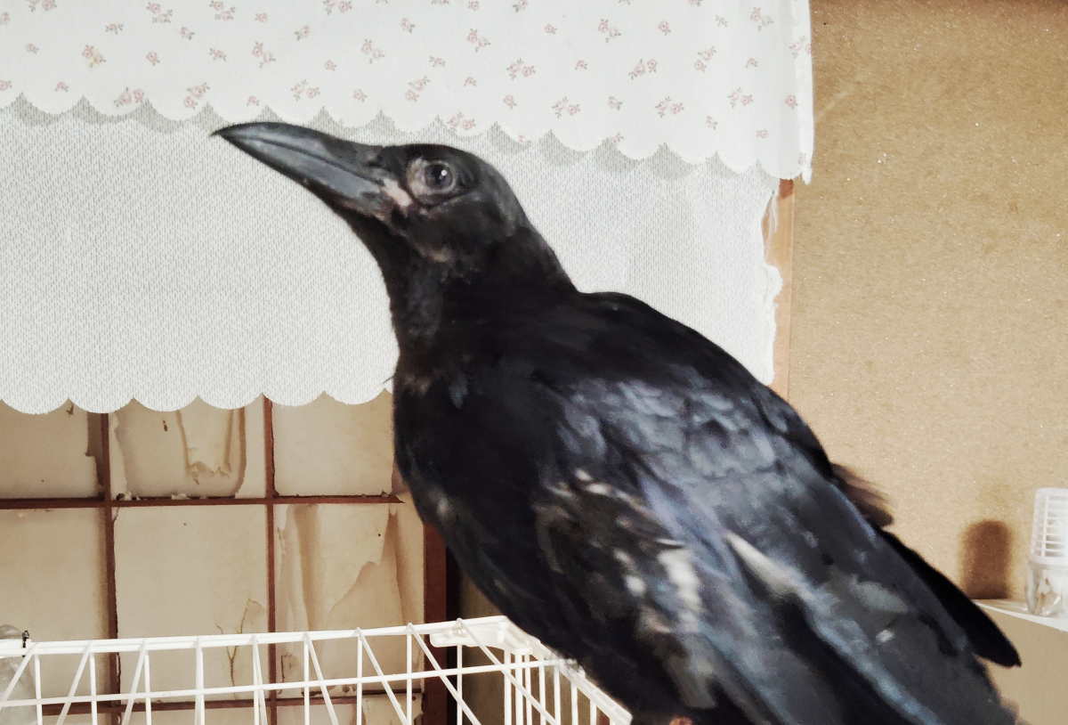 カラス