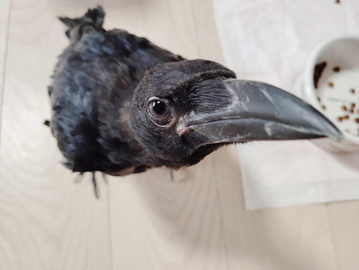 カラス