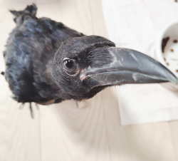 カラス