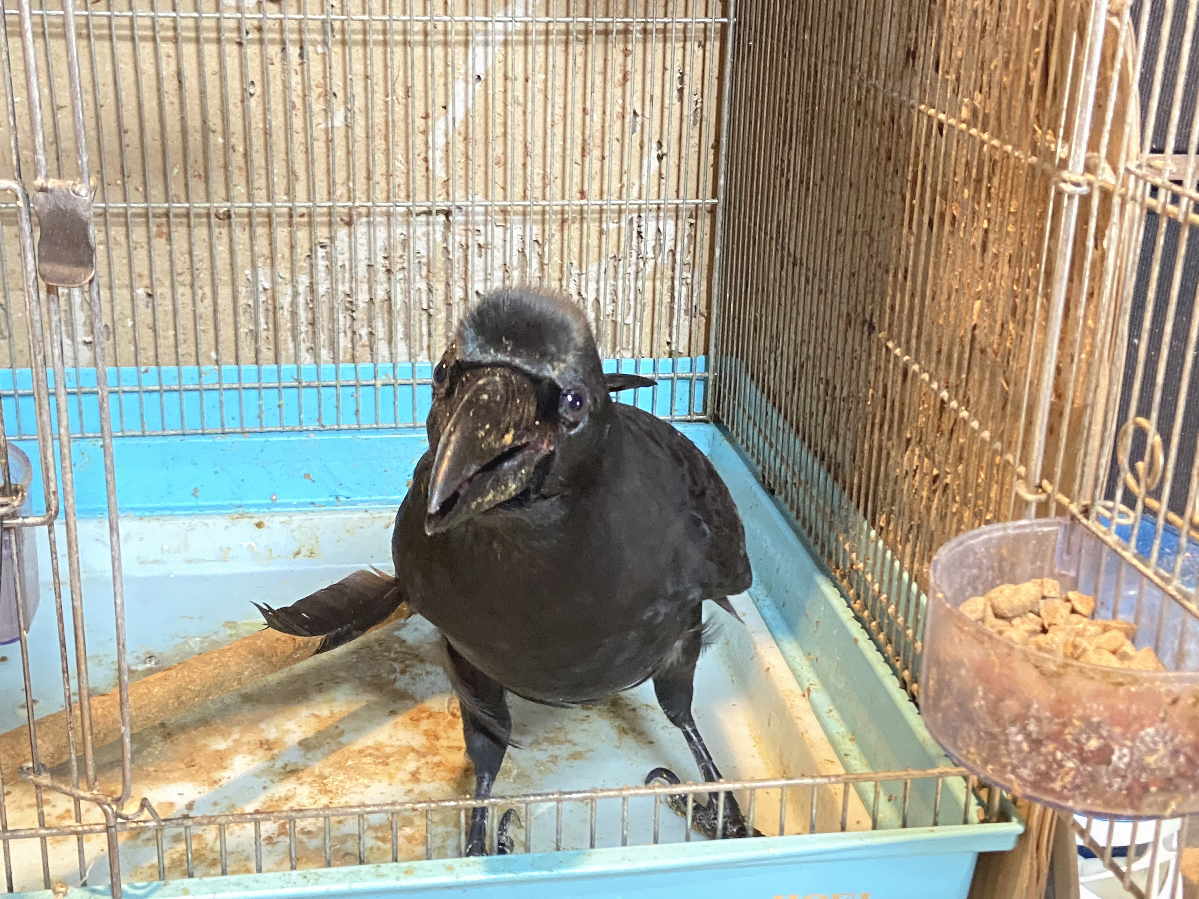 カラス